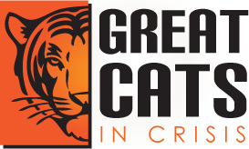Great Cats in Crisis